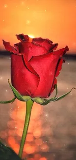 Vibrant red rose against a stunning sunset backdrop.