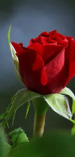 Close-up of a red rosebud with green leaves.