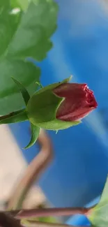 Close-up of a red rosebud with leaves on a blue background.