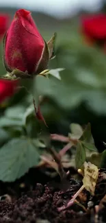 Close-up of a red rose bud with lush green leaves.