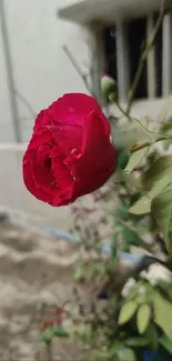 Close-up of a red rose with green leaves.