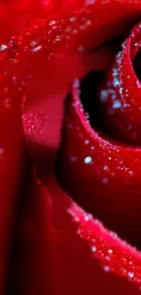 Beautiful close-up of a red rose with dewdrops on petals.