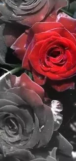 Vivid red rose in contrast with grayscale background.