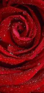 Close-up of a red rose with sparkling dew drops.