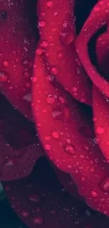 Red rose with dew-covered petals in close-up view.