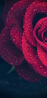 Mobile wallpaper of a red rose with dewdrops against a dark background.