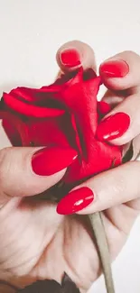 Hand holding a vibrant red rose against a neutral background.