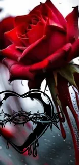 Dramatic image of red rose with heart and raindrops design.