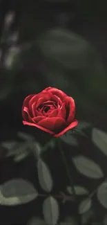 Mobile wallpaper of a red rose with dark background.