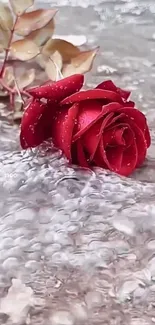 Red rose with water droplets in a flowing stream.