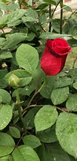 Red rose surrounded by green leaves in a garden setting.