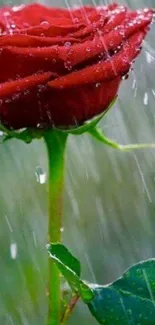 Vivid red rose with raindrops on petals against a blurred natural background.