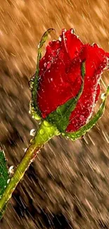 Close-up of a red rose with raindrops in sunlight.