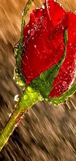 Vibrant red rose with water droplets in rainy background.