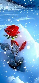 Red rose blooming in a snowy mountain landscape, capturing nature's beauty.