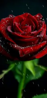 A vibrant red rose with raindrops on petals against a dark background.