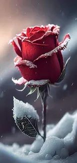 Red rose covered in snowflakes on a winter backdrop.