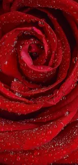 Close-up of a red rose with dewdrops.