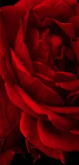 Vibrant red rose against a black background