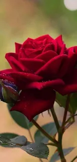 Stunning close-up of a vibrant red rose in full bloom as mobile wallpaper.