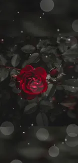 Red rose with dark background and glowing lights mobile wallpaper.