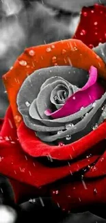 Red rose with dew on a monochrome background.