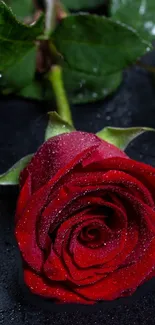 Close-up of red rose with dew on black background.