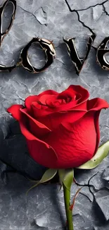 Red rose on cracked grey surface with 'Love' text above.