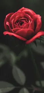 Red rose with green leaves on dark background wallpaper.