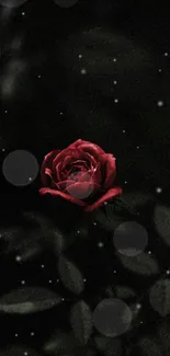 Vibrant red rose on a dark, moody background wallpaper.