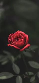 Red rose blooming on a dark background, perfect for phone wallpaper.