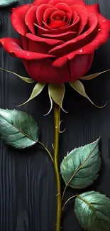 Beautiful red rose on dark wooden background with green leaves.