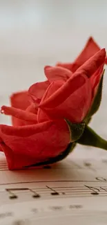 Red rose laying on sheet music, elegant floral wallpaper.