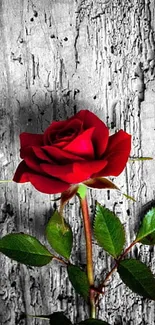 Elegant red rose on a rugged rustic wood backdrop wallpaper.