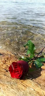 Red rose on a log by the ocean's edge.