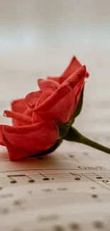 Red rose on sheet music with soft focus background.