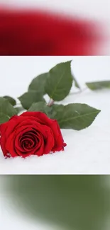 Red rose lying on white snow, creating contrast.