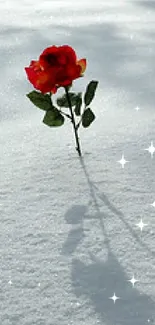 Red rose casting a shadow on a snowy field.