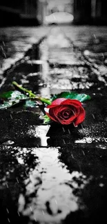 Red rose on a wet black and white pathway creating a minimalist look.