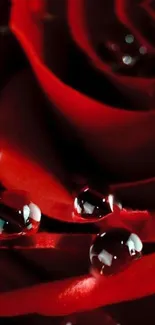 Close-up of red rose petals with dew drops, dark background.