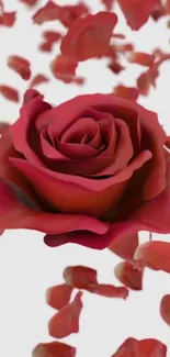 Red rose with falling petals on white background.