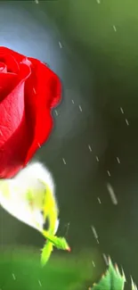 Red rose with raindrops on green background.