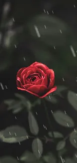 Vibrant red rose in rain on dark background.