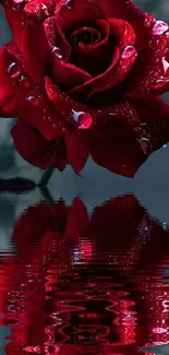 Beautiful red rose with water reflection.