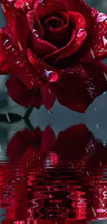 Red rose with water droplets reflecting beautifully in dark water.