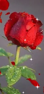 Vibrant red rose with dewdrops and butterflies on a gray background.