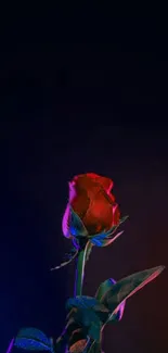 Red rose against a dark background with vivid colors and elegant design.