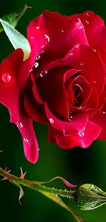 Red rose with dew drops on petals and a green background.