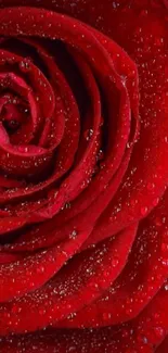 Close-up of a red rose with dew drops on petals.