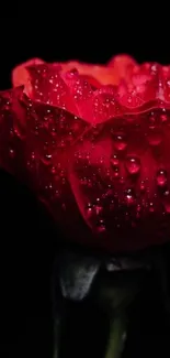 Close-up of a red rose with dewdrops on petals against a black background.